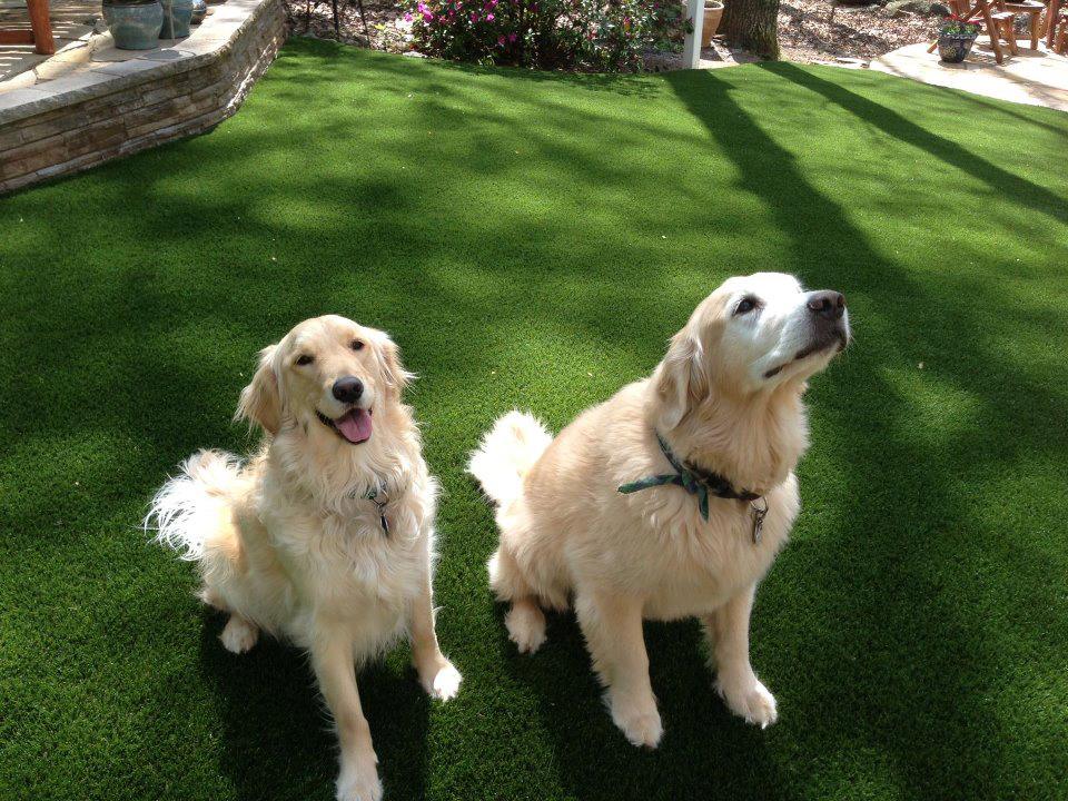 Pet Friendly Artificial Turf Installation in Conroe, TX